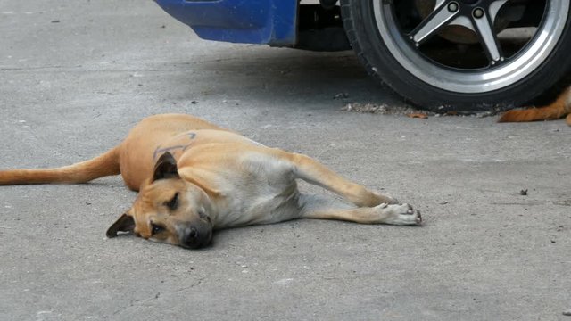 Homeless dog lies on a city street people pass by and do not notice the dog