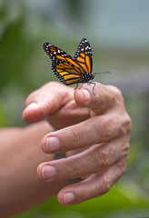 Monarch butterfly on man hand