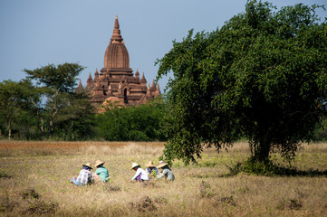 women at work in the field - Bagan - temple view