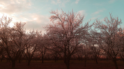 white trees