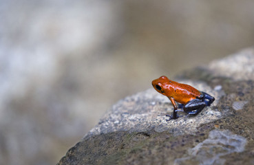 Strawberry poison-dart frog on a rock