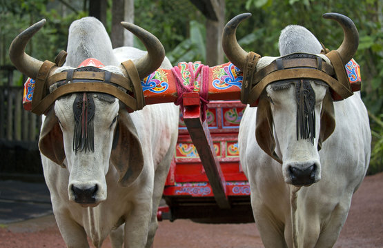 Traditional coffee cart pulled by two cows, Costa Rica