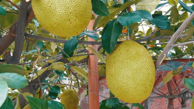Huge fruits of the breadfruit grow right on the street of Thailand. Exotic fruits on the tree