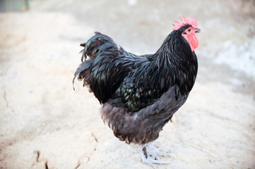 Meat-egg breed of chickens. Orpington. A large bird with outstanding performance for private farms. White, black, red, fawn, craggy color. Chicken grazing outdoors in a green farm field. Organic food