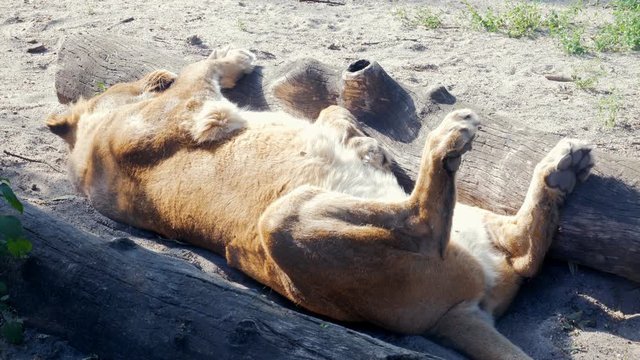 Lioness sleeping on ground