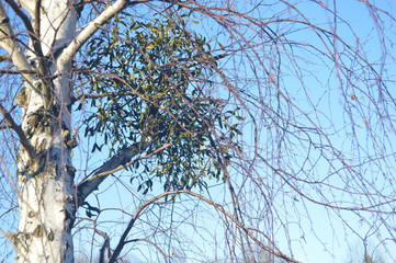 Witches' broom on a tree