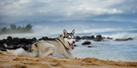 Siberian Husky dog lying down on tropical ocean beach © everydoghasastory