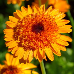 The orange flower Calendula (lat. Calendula officinalis) close-up
