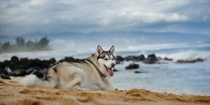 Siberian Husky dog lying down on tropical ocean beach