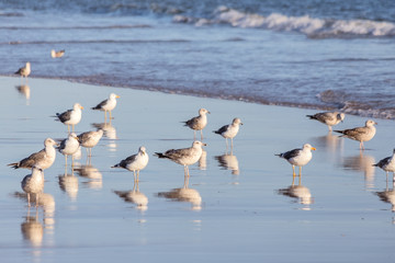 Flocks of seagulls walk along the beach. On Portuguese shore.
