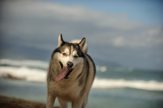 Siberian Husky dog outdoor portrait walking on ocean beach