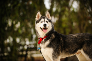 Siberian Husky dog outdoor portrait by trees