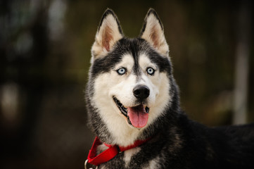 Siberian Husky dog outdoor portrait with red collar
