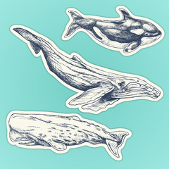 Fototapeta premium Set of hand drawn whales. whales stickers set: humpback, sperm whale, killer whale