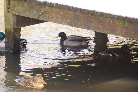 Un canard dans une eau glac&eacute;e