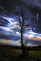 Drzewo i niebo - 193273816