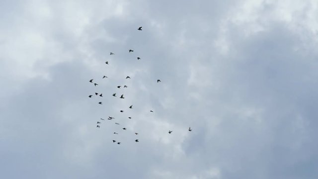 Flock of doves flying in cloudy sky. Slow motion shot