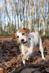 dog chewing a wooden stick on forest natural background