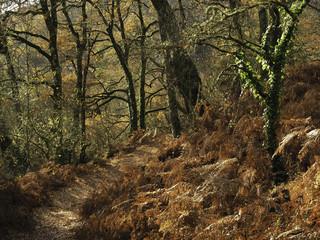 A path in the forest