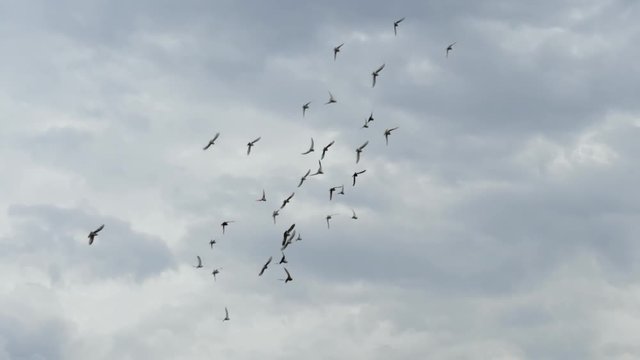 Flight of pegions circles in cloudy sky. Slow motion shot