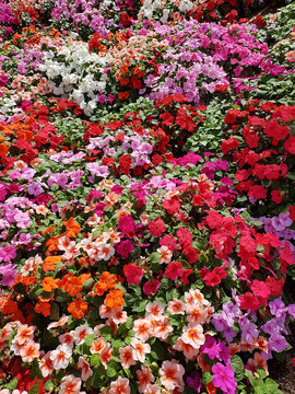 Blooming colorful vinca Flowers in the garden ,Useful for background
