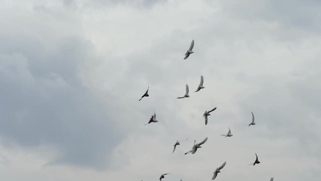 Flock of white pigeons flying in cloudy sky. Slow motion shot