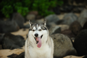 Siberian Husky dog outdoor portrait among rocks