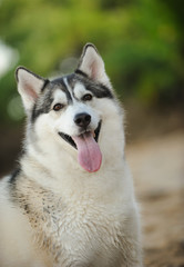 Siberian Husky dog outdoor portrait at beach