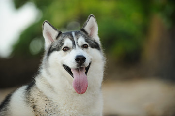 Siberian Husky dog outdoor portrait 