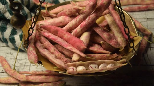 Phaseolus vulgaris B&oslash;nne Gartenbohne Fagioli Fasola Matbaun Frijol שעועית מצויה Fasulye zwykła poroto Vetem&eacute;nybab video Haricot Լոբի Fazol Fagiolo Bean obecn&yacute; فاصولياء شائعة