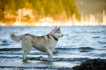 Siberian Husky dog outdoor portrait standing in water