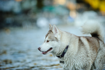 Siberian Husky dog outdoor portrait by water