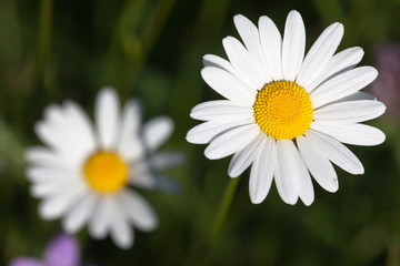Obraz na płótnie Canvas White oxeye daisy
