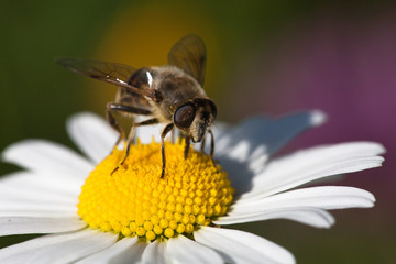White oxeye daisy