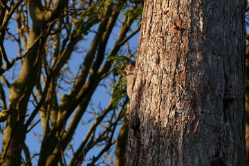 Obraz premium Ecureuil grimpant à l'arbre