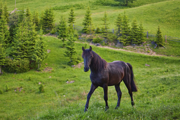 Horse on a summer pasture