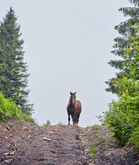 Horse on a summer pasture
