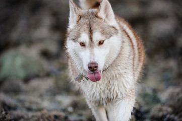 Siberian Husky dog outdoor portrait in rocks