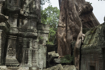 Fototapeta na wymiar tree growing between the walls of Ta Prohm temple in Angkor