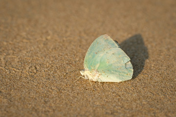 Fototapeta na wymiar Mimetic butterfly on the sand