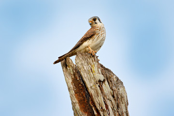 American kestrel Falco sparverius, sitting on the tree trunk, little bird of prey sitting on the tree trunk, Brazil. Birds in the nature habitat. Wildlife scene from nature.
