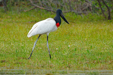 Jabiru, Jabiru mycteria, black and white in the green water with flowers, Pantanal, Brazil, Wildlife scene from South America. Beautiful bird in marsh. Jabiru in the water with flowers.