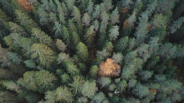 Flying over treetops. Aerial shot of firs and yellow birches in fall forest