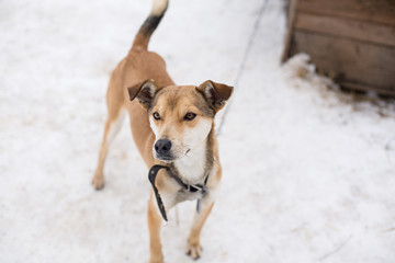 a stray dog sits on a chain in a shelter