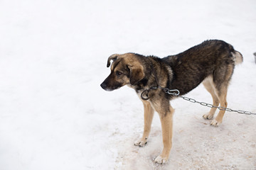 Fototapeta na wymiar a stray dog sits on a chain in a shelter