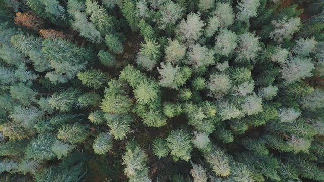 Flying away from treetops. Drone goes higher over autumn forest