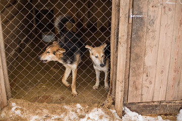 a stray dog sits on a chain in a shelter