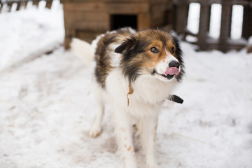 homeless a dog in an animal shelter, waiting for a home