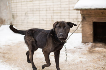 a stray dog sits on a chain in a shelter
