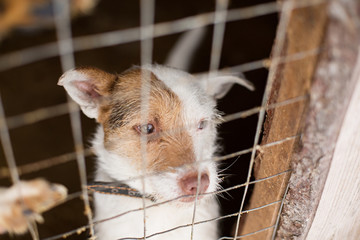 Homeless dogs in the shelter sit in a cage behind bars